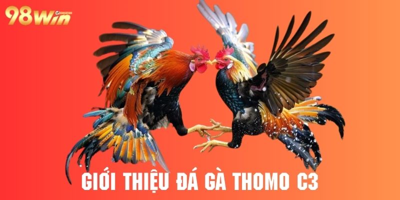 Tìm hiểu tổng quan về hình thức đá gà thomo c3