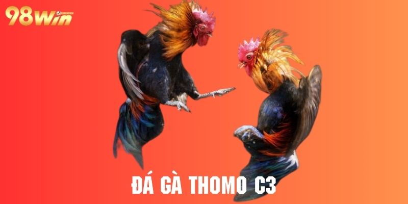 Đá Gà Thomo C3 Trải Nghiệm Lý Tưởng Cho Người Hâm Mộ