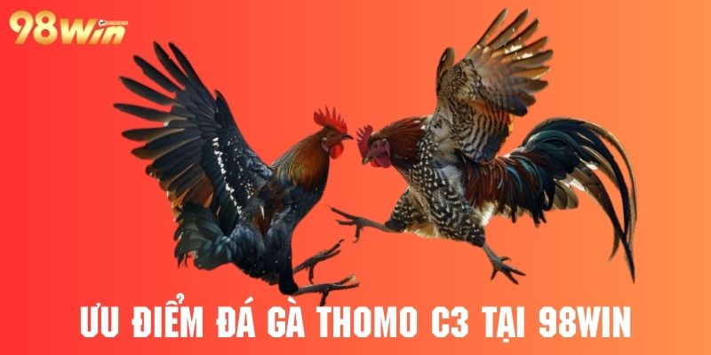 Đá gà thomo c3 tại 98win mang nhiều điểm mạnh